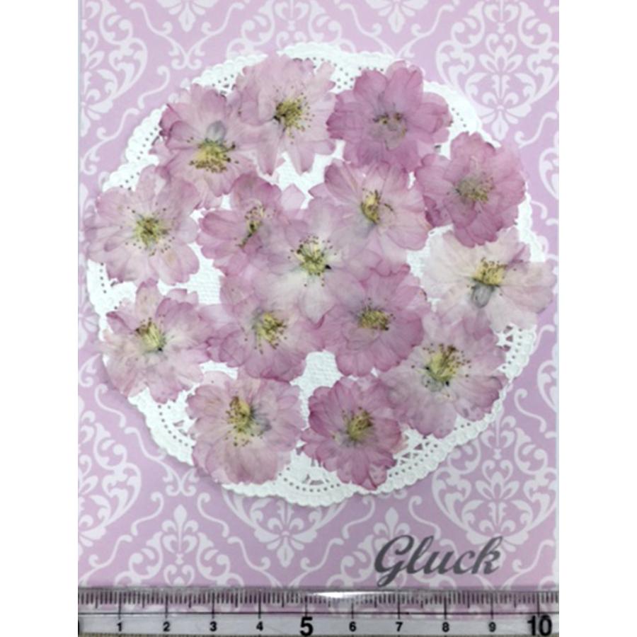 買収 コンパクト 押し花 八重桜 15枚をパックにしてお届け お花屋さんの上質な押し花 Uvレジンでスマホケースも作成可能 Babylonrooftop Com Au
