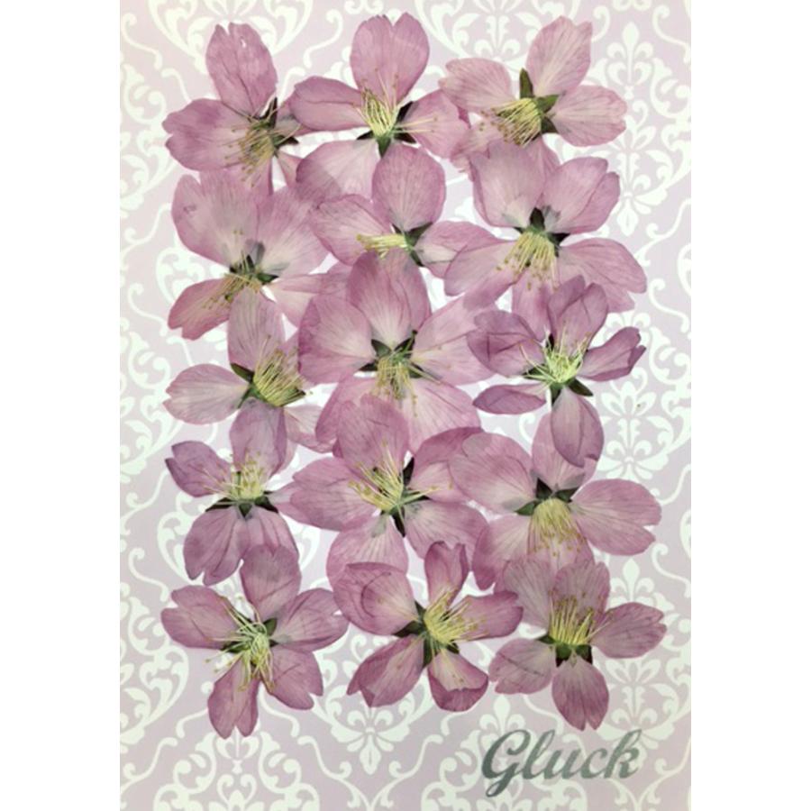 春先取り コンパクト 押し花 ヨウコウ桜 15枚をパックにしてお届け ハンドメイド 高級品