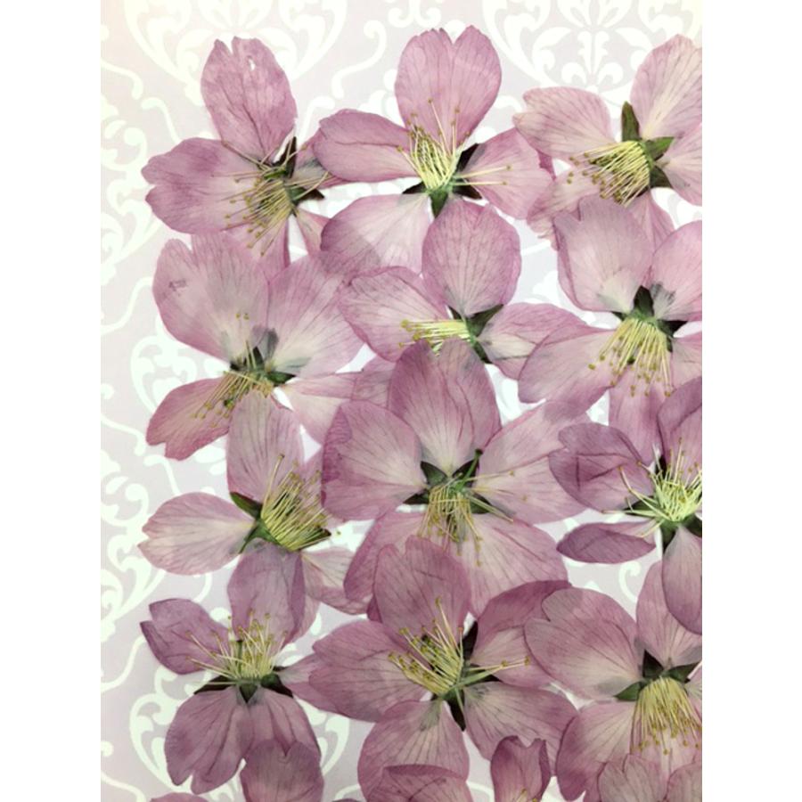 春先取り コンパクト 押し花 爆売り 15枚をパックにしてお届け ハンドメイド ヨウコウ桜