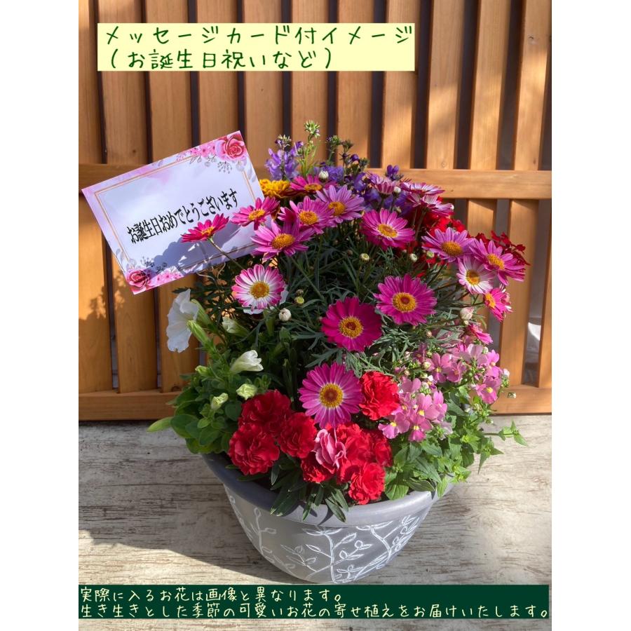 季節の寄せ植え リーフ柄（4色展開） 軽量プラスチック鉢 内径24cm 花