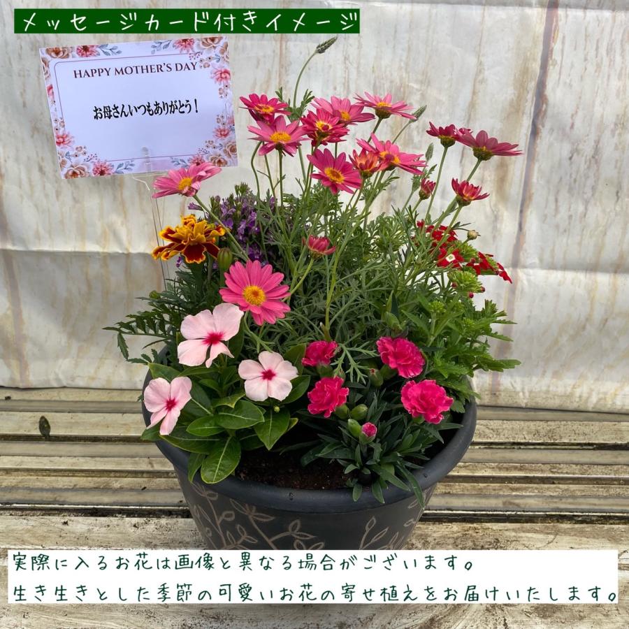送料無料（一部地域を除く）】季節の寄せ植え リーフ柄（4色展開