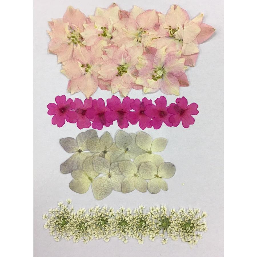 押し花 セット No 24b お花屋さんの上質な押し花 千鳥草 あじさい バーベナ レースフラワー Oshibana 24b はなはなぐりゅっけ 通販 Yahoo ショッピング
