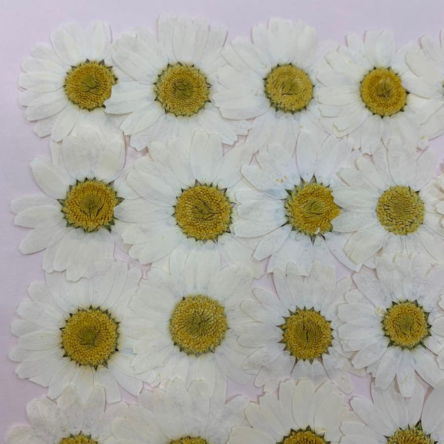 【追跡可能便でお届け】押し花　ノースポール（大）3cm〜4cm 30枚入り　押し花素材｜hanahana-gluck｜03