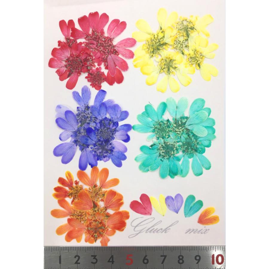 押し花 セット オルラヤレースフラワー押し花セット Mix Pop 5色 お花屋さんの上質な押し花 ハンドメイド Uvレジンでスマホケースも作成可能 Oshibana Orlayaraceflower Pop はなはなぐりゅっけ 通販 Yahoo ショッピング