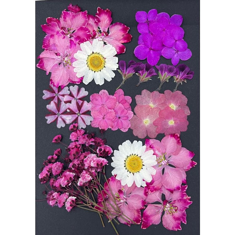 お花屋さんの押し花セット 令和ピンク Mix 人気のお花をチョイス Oshibana Pinkmix はなはなぐりゅっけ 通販 Yahoo ショッピング