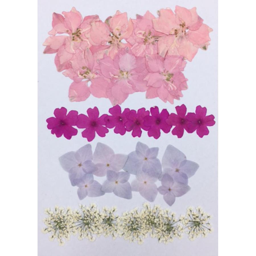 上品】押し花 セット No.24B 他 押し花 千鳥草 バーベナ あじさい