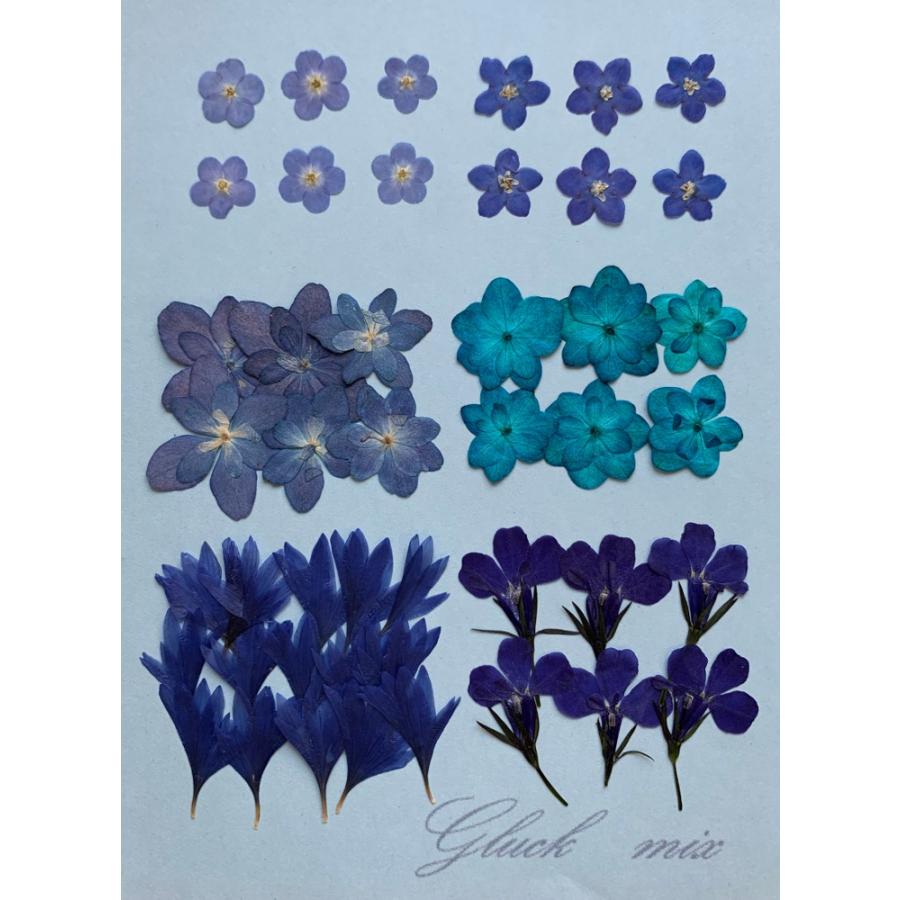 メール便は送料無料 お花屋さんの押し花セット ブルー小花ｍｉｘ 人気のお花をチョイス 八重あじさい ロベリア こでまり 矢車草 Oshibana Set Bluemix S はなはなぐりゅっけ 通販 Yahoo ショッピング
