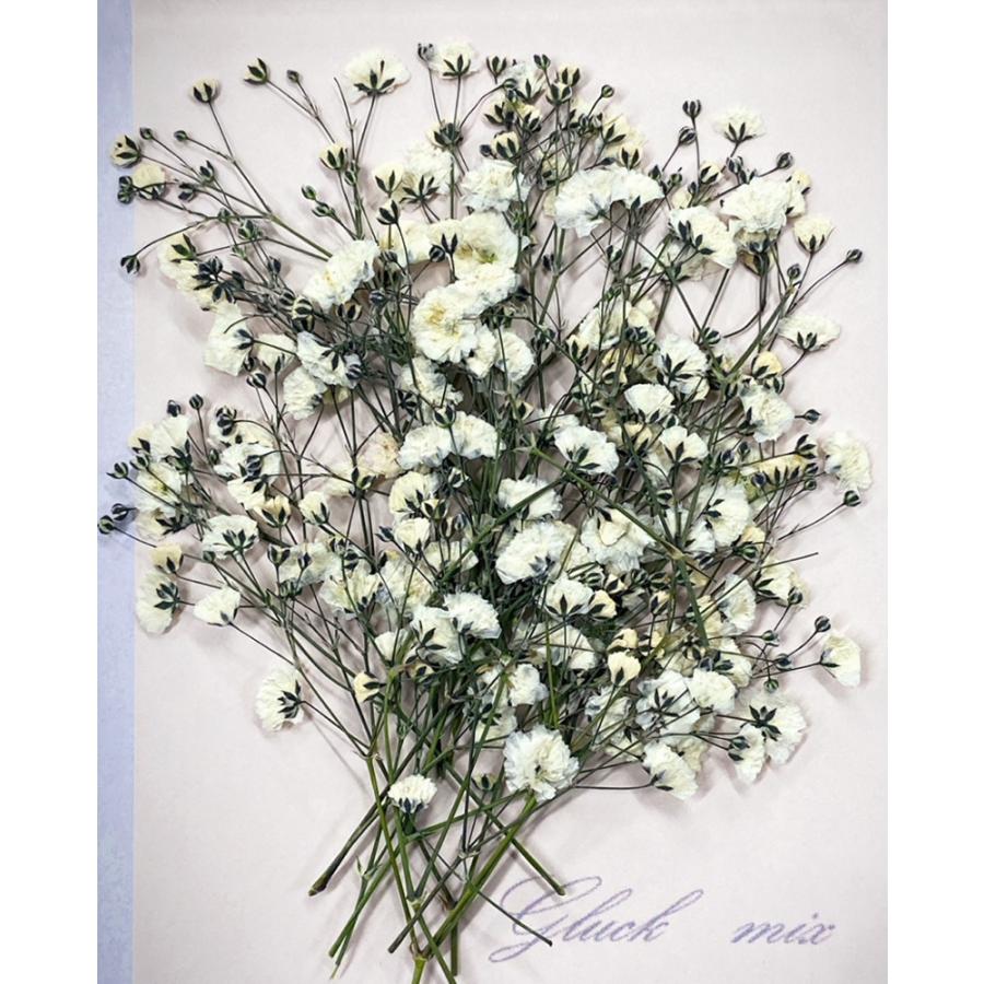押し花 セット かすみそう アイボリー お花屋さんの上質な押し花 押し花 カスミソウ ハンドメイド Uv