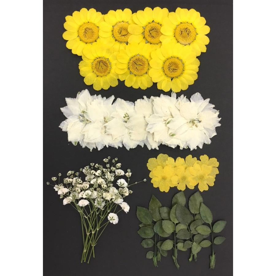 メール便は送料無料 結婚証明書 ウェルカムボード用 プリンセスイエロー 押し花mix 上質 押し花 Oshibana Wedding S Py はなはなぐりゅっけ 通販 Yahoo ショッピング