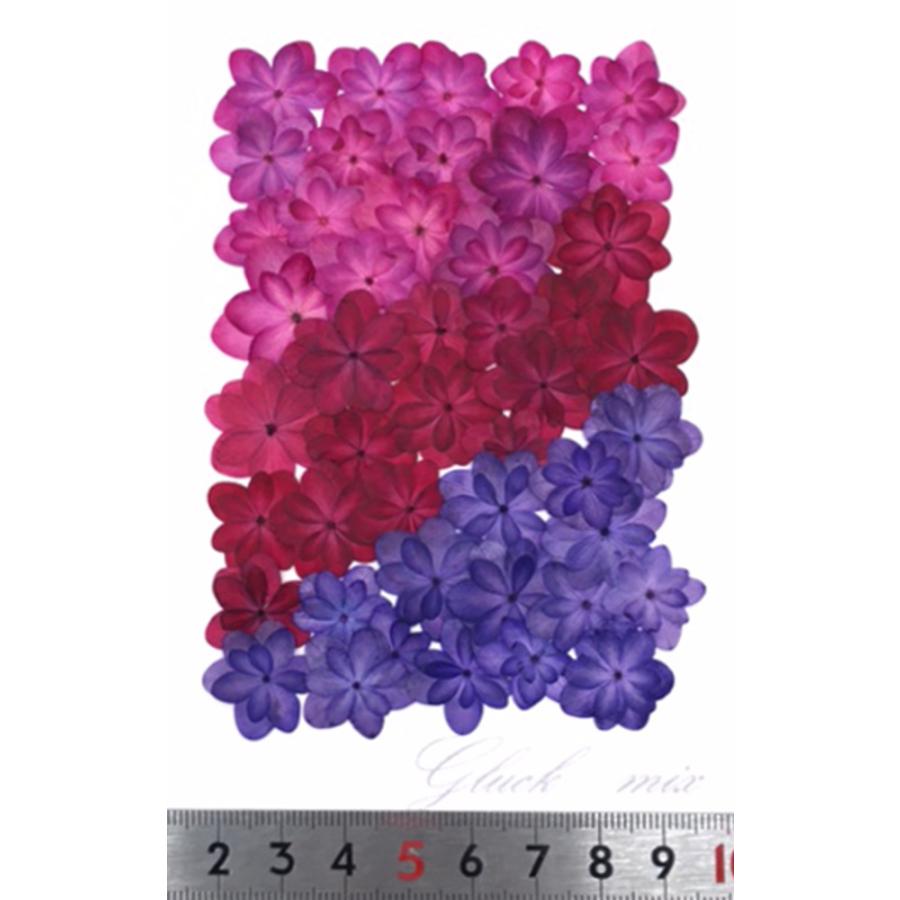 営業 送料無料 数量限定 お徳用 八重あじさい着色mix ピンクパープル お花屋さんの上質な押し花 八重あじさい4色 合計40枚以上 Aynaelda Com