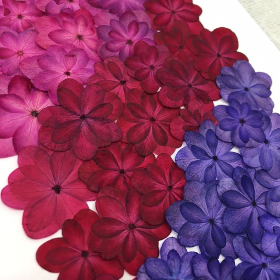 営業 送料無料 数量限定 お徳用 八重あじさい着色mix ピンクパープル お花屋さんの上質な押し花 八重あじさい4色 合計40枚以上 Aynaelda Com