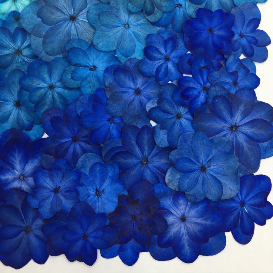 送料無料 数量限定 お徳用 八重あじさい着色mix ブルー お花屋さんの上質な押し花 八重あじさい3色 合計40枚以上 Yaeazisai Cyakusyokumix はなはなぐりゅっけ 通販 Yahoo ショッピング