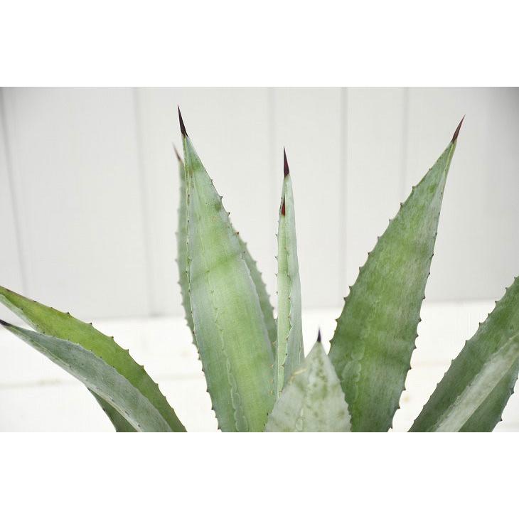 アガベの木 苗 アガベ リュウゼツラン ポット苗 Aoagave9 10 苗木の専門店 グリーンでgo 通販 Yahoo ショッピング