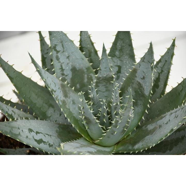 激安ブランド 現品発送 アロエの木 アロエ ペグレラエ Aroe9 1 最も優遇 Rkw Onirbanbd Com
