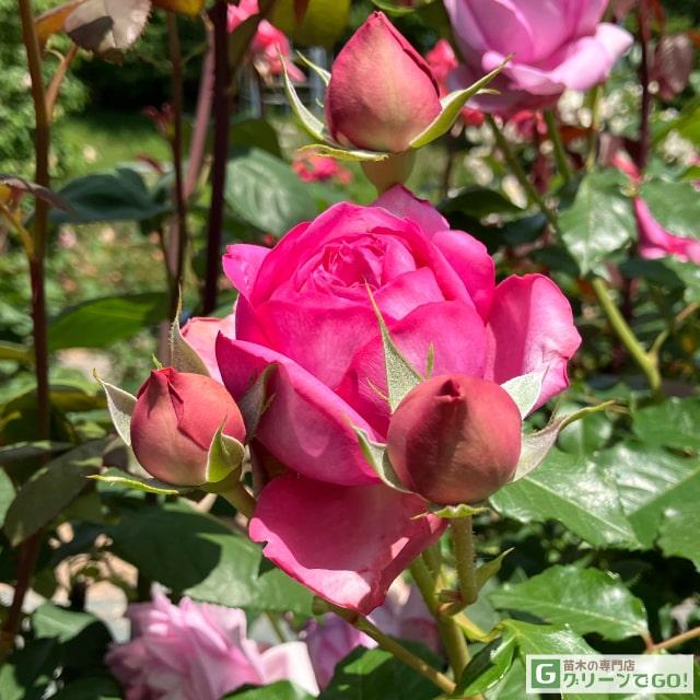 バラ 苗 デルバール ローズ ポンパドゥール Ht 大輪 四季咲き 2年生 接ぎ木 大苗 De07 014t002 01 苗木の専門店 グリーンでgo 通販 Yahoo ショッピング