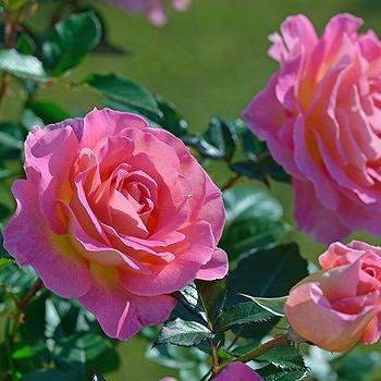 バラ 苗 デルバール 【ピンク パラダイス (HT) 大輪 四季咲き】 2年生