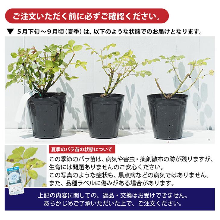 バラ 苗 ドリュ 【ベル ドゥ レニエ (HT)】 2年生 接ぎ木大苗 : 苗木の
