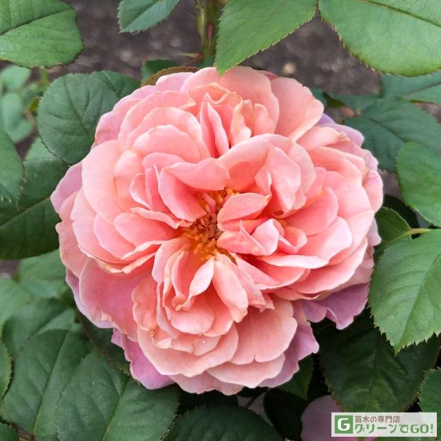 バラ 苗 ドリュ 【ラ テラス (FL)】 2年生 接ぎ木大苗 : 苗木の専門店