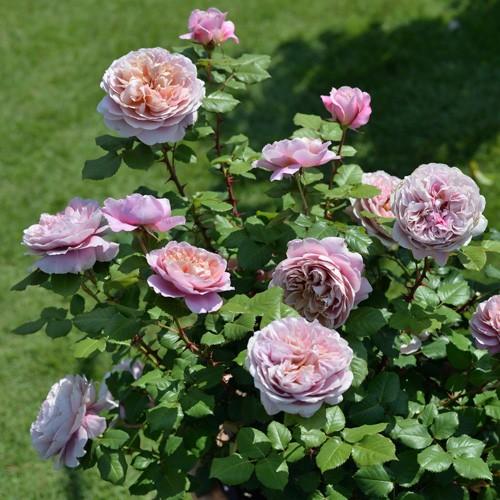 バラ 苗 ドリュ 【ラ テラス (FL)】 2年生 接ぎ木大苗 : 苗木の専門店