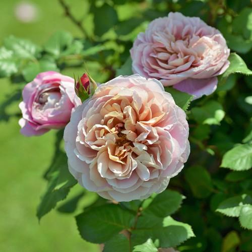 バラ 苗 ドリュ 【ラ テラス (FL)】 2年生 接ぎ木大苗 : 苗木の専門店