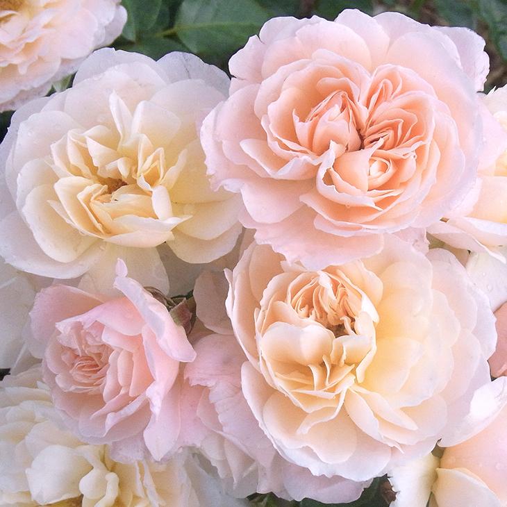 バラ 苗 ドリュ シフォナード Fl 小輪 四季咲き 2年生 接ぎ木大苗 Do07 013t002 01 苗木の専門店 グリーンでgo 通販 Yahoo ショッピング