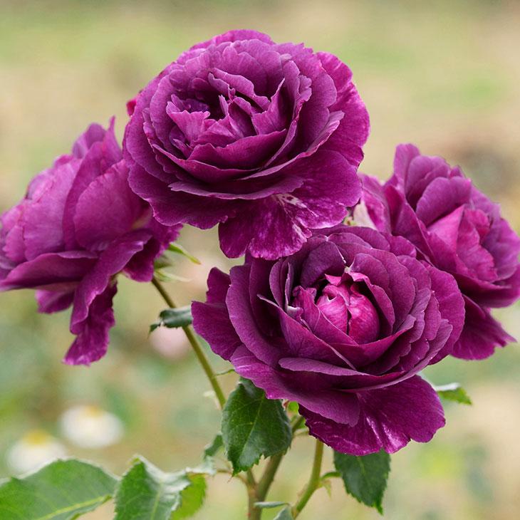 バラ 苗 ドリュ 【ミステリューズ (FL) 中輪 返り咲き】 2年生 接ぎ木