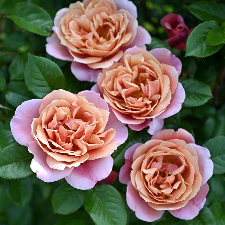 バラ 苗 ドリュ 【ピンク ビンテージ (HT) 中大輪 四季咲き】 2年生