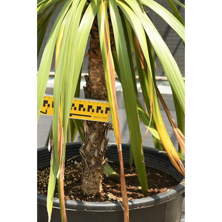 現品発送】観葉植物 ドラセナ 苗木 【青ドラセナ】 根巻き苗 dora-r307