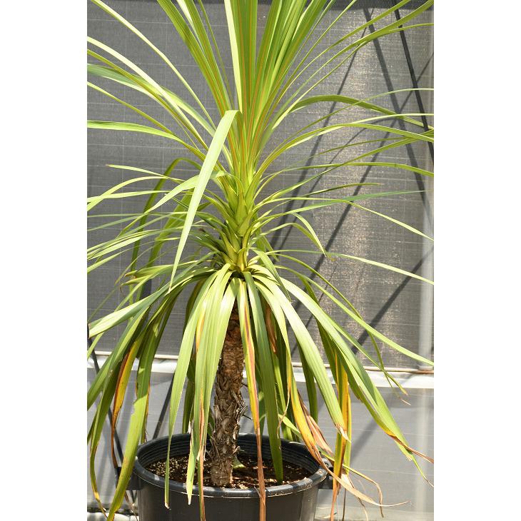 現品発送】観葉植物 ドラセナ 苗木 【青ドラセナ】 根巻き苗 dora-r307