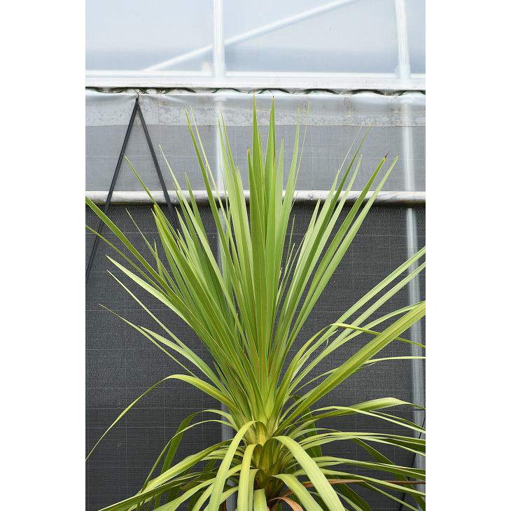 現品発送】観葉植物 ドラセナ 苗木 【青ドラセナ】 根巻き苗 dora-r307