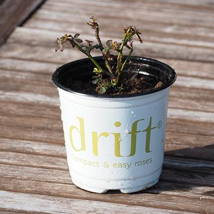 バラ 苗 ドリフトローズ 【スウィートドリフト (修景バラ) 四季咲き