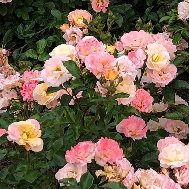 バラ 苗 ドリフトローズ 【ピーチドリフト (修景バラ) 四季咲き】 1