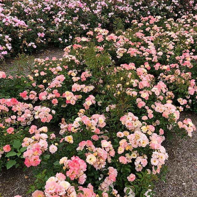 ◇開花後強剪定株 花芽なし◇ <br>バラ 苗 ドリフトローズ 【ピーチ