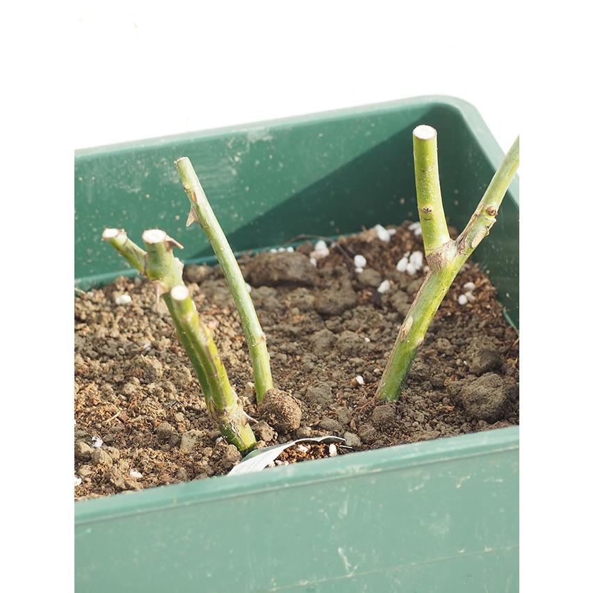 送料無料 バラ 苗 イングリッシュローズ グレイス 大輪 四季咲き 2年生 接ぎ木大苗 ニーム小袋付き 北海道 沖縄は送料無料適用外です Er07 0t002 01 Sm 苗木の専門店 グリーンでgo 通販 Yahoo ショッピング