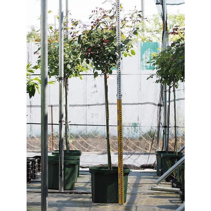 バラ 苗 イングリッシュローズ 【ジュビリーセレブレーション 大輪 四季咲き】 スタンダード 4年生 接ぎ木 大苗 バラ 苗 イングリッシュローズ ジュビリーセレブレーション 大輪 四季咲き