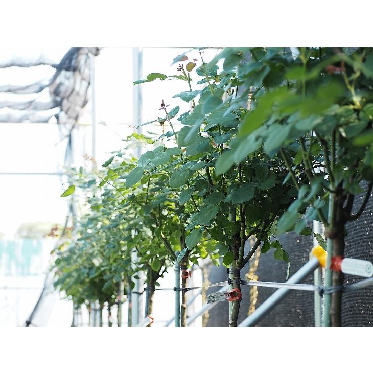 バラ 苗 イングリッシュローズ 【ジュビリーセレブレーション 大輪 四季咲き】 スタンダード 4年生 接ぎ木 大苗 バラ 苗 イングリッシュローズ ジュビリーセレブレーション 大輪 四季咲き