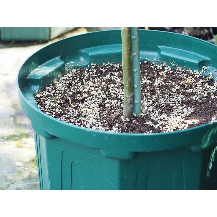 バラ 苗 イングリッシュローズ 【ジュビリーセレブレーション 大輪 四季咲き】 スタンダード 4年生 接ぎ木 大苗 バラ 苗 イングリッシュローズ ジュビリーセレブレーション 大輪 四季咲き