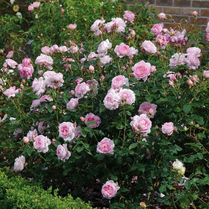 イングリッシュローズ接木大苗　切花品種　四季咲　中香　強健 portsunlight1.jpg