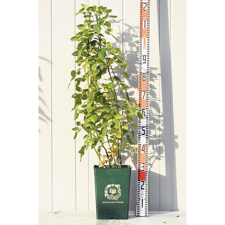 バラ 苗 イングリッシュローズ 【ティージング ジョージア 中輪