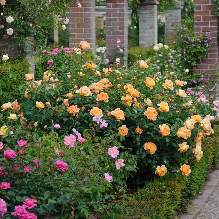 バラ 苗 イングリッシュローズ 【レディ オブ シャーロット 中輪 返り咲き】 2年生 接ぎ木 大苗