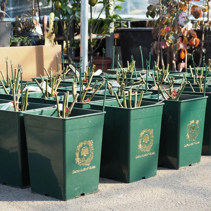 バラ 苗 イングリッシュローズ 【レディ オブ シャーロット 中輪 返り咲き】 2年生 接ぎ木 大苗