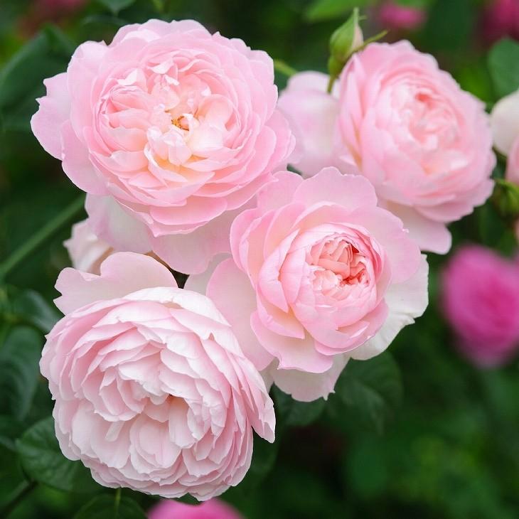 バラ 苗 イングリッシュローズ 【ジェントル ハーマイオニー 大輪 四季咲き】 スタンダード 4年生 接ぎ木 大苗 バラ 苗 イングリッシュローズ ジェントル ハーマイオニー 大輪 四季咲き