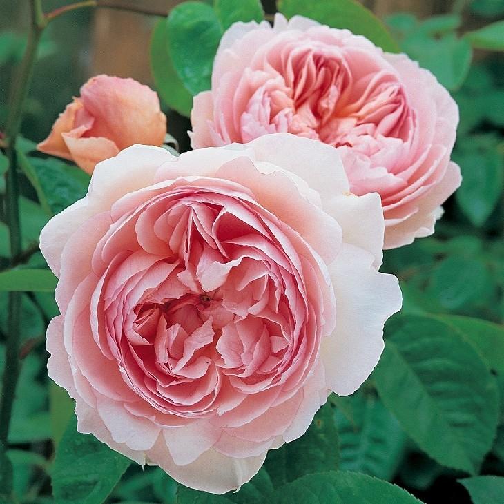 バラ 苗 イングリッシュローズ 【ジェントル ハーマイオニー 大輪 四季咲き】 スタンダード 4年生 接ぎ木 大苗 バラ 苗 イングリッシュローズ ジェントル ハーマイオニー 大輪 四季咲き