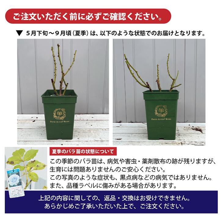 バラ 苗 イングリッシュローズ 【レディオブメギンチ 非常に返り咲く