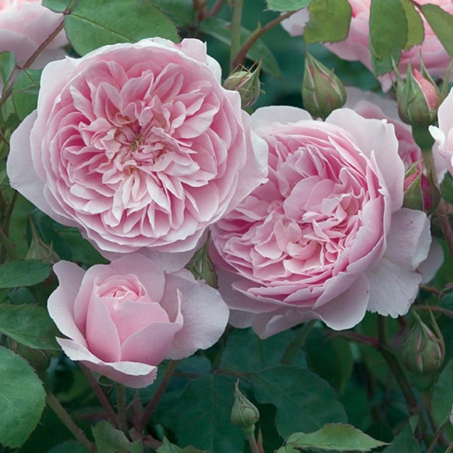 バラ 苗 イングリッシュローズ 【ウィズレー2008 一重 非常に返り咲く】 スタンダード 4年生 接ぎ木 大苗 (夏越え養生充実株)