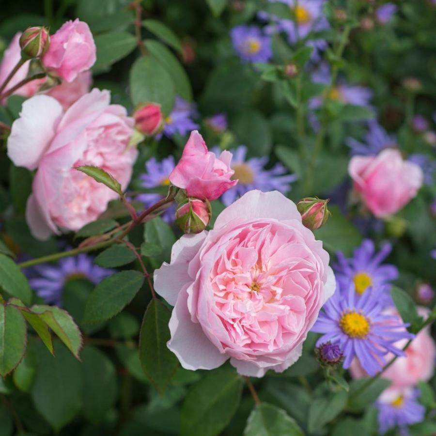 バラ 苗 イングリッシュローズ 【ウィズレー2008 一重 非常に返り咲く】 スタンダード 4年生 接ぎ木 大苗 (夏越え養生充実株) バラ 苗 イングリッシュローズ ウィズレー2008 一重 非常に返り咲く スタンダード 4年生 接ぎ木 大苗 夏越え養生充実株