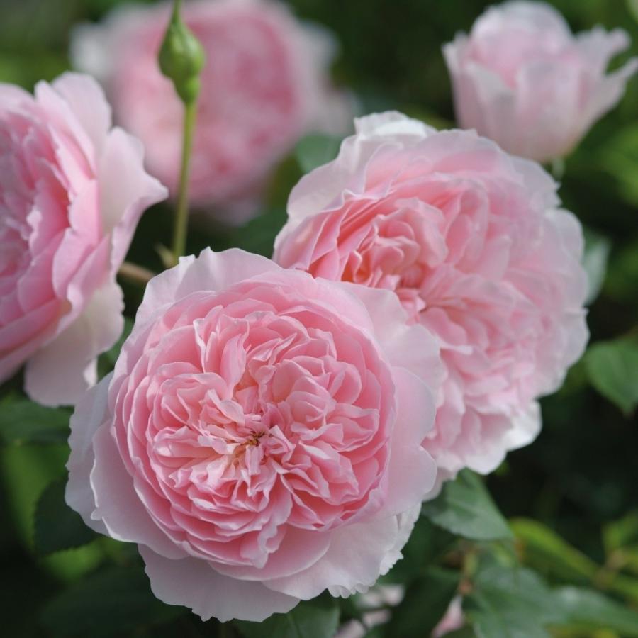 バラ 苗 イングリッシュローズ 【ウィズレー2008 一重 非常に返り咲く】 スタンダード 4年生 接ぎ木 大苗 (夏越え養生充実株) バラ 苗 イングリッシュローズ ウィズレー2008 一重 非常に返り咲く スタンダード 4年生 接ぎ木 大苗 夏越え養生充実株