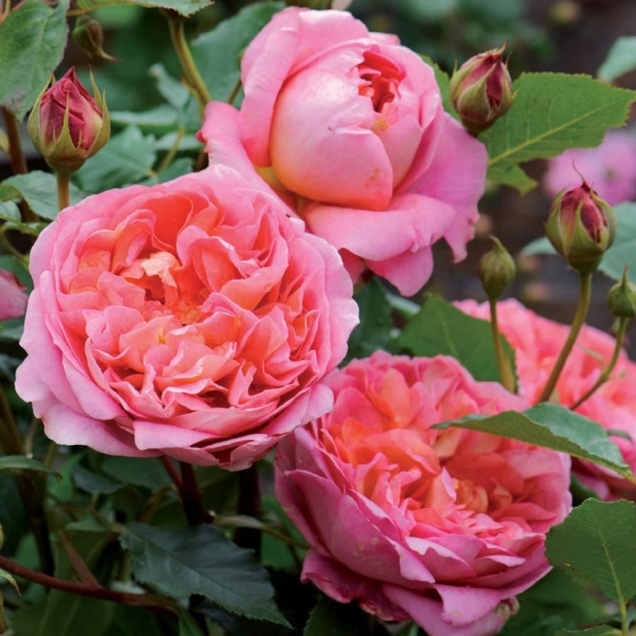 オープニング大放出セール バラ 苗 イングリッシュローズ ボスコベル 八重 多弁 非常に返り咲く スタンダード 4年生 接ぎ木 大苗 夏越え養生充実株 Er07 0t004 01 苗木の専門店 グリーンでgo 通販 Yahoo ショッピング 日本製 Www Maxipiso Com Ar