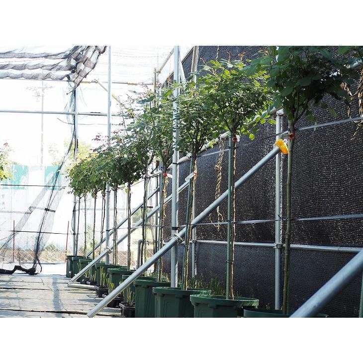 バラ 苗 イングリッシュローズ 【エグランタイン 八重/多弁 返り咲き】 スタンダード 4年生 接ぎ木 大苗 (夏越え養生充実株) バラ 苗 イングリッシュローズ エグランタイン 八重/多弁 返り咲き スタンダード 4年生 接ぎ木 大苗 夏越え養生充実株