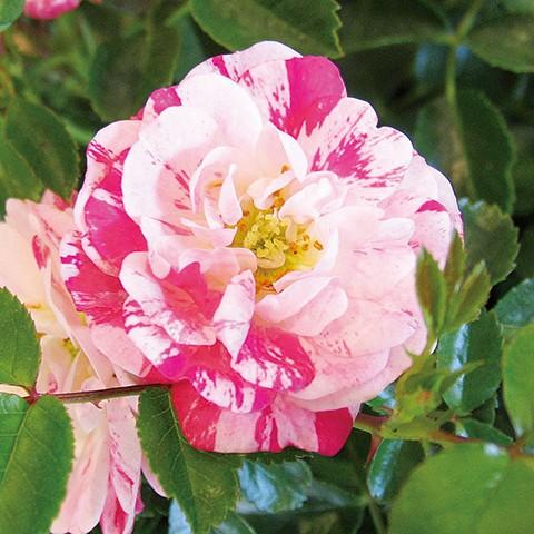 バラ 苗 フラワーカーペットローズ 【ピンクスプラッシュ (修景バラ